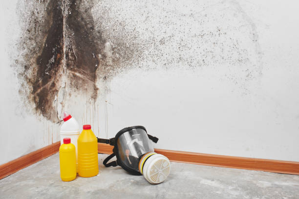 Mold Removal and Inspection in Jackson, OH