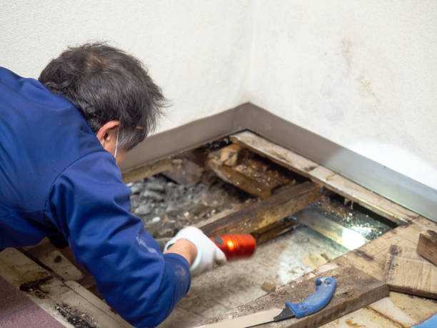 Home Mold Removal in Jackson, OH