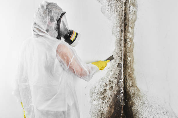 Best Mold Cleaning Services  in Jackson, OH