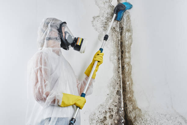 Best Mold Remediation  in Jackson, OH
