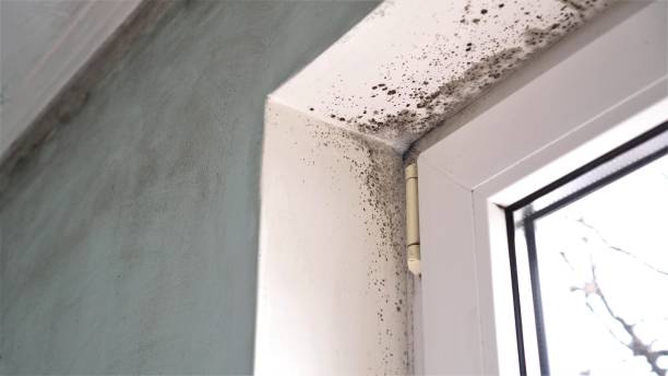 Best Mold Damage Repair  in Jackson, OH