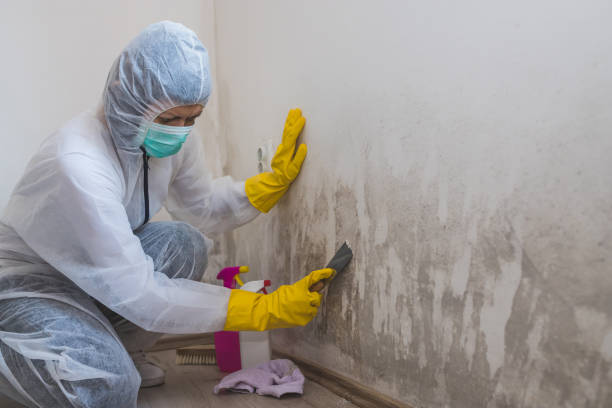 Best Fast Mold Removal  in Jackson, OH