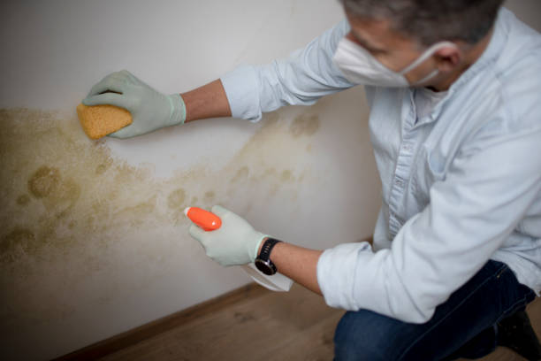 Best Mold Testing  in Jackson, OH