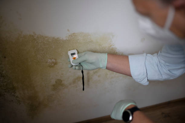 Best Same-Day Mold Removal  in Jackson, OH