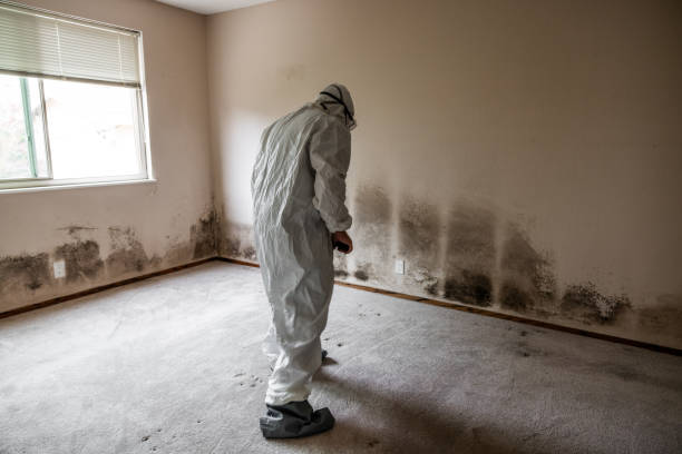 Best Home Mold Removal  in Jackson, OH