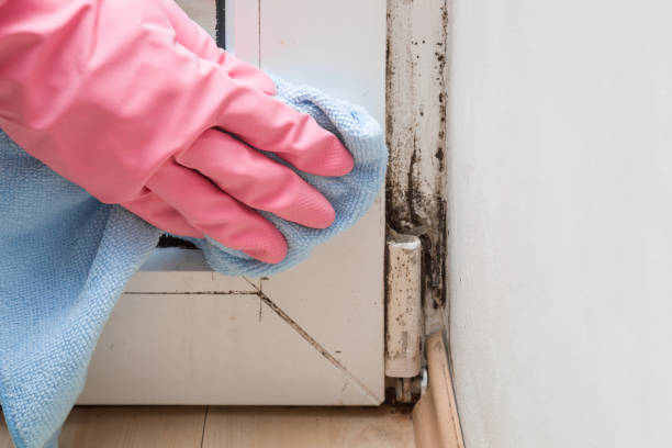 Professional Mold Removal in Jackson, OH