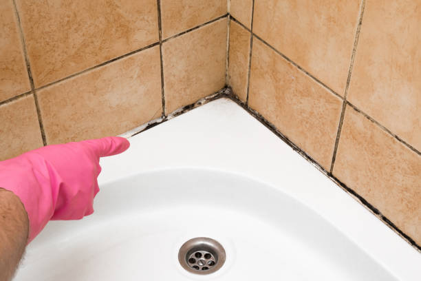 Crawl Space Mold Removal in Jackson, OH
